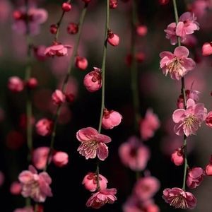 Meet your Posher, Andra